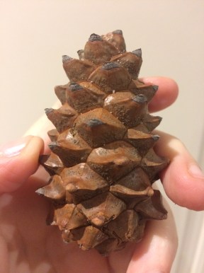 pinecone